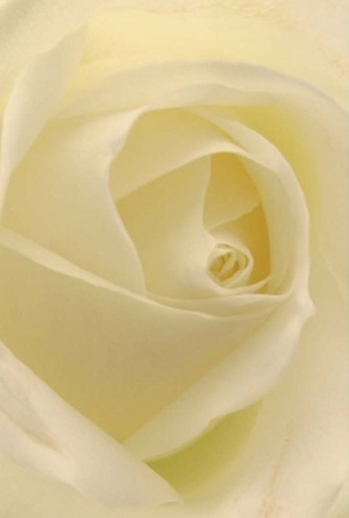 Peering closely at a pristine white rose arranged in Leytonstone, you become immersed in the tranquil sophistication of its layered petals. Hues of pure white and the faintest cream blend serenely, echoing the gentle morning light that streams through nearby Epping Forest. The intricate spiral at the bloom's heart reflects both purity and resilience, qualities cherished in Leytonstone's vibrant local culture. Delicate play of shadow and light make the flower appear softly radiant-its beauty elevated by the precise artistry of Leytonstone Florist on Church Lane. This rose is perfect for momentous occasions, from elegant wedding centrepieces to heartfelt gestures of reconciliation, with each petal's silky texture offering a sensory reminder of calming grace. The subtle, clean fragrance carries an emotional clarity well-suited to the unique moments celebrated in Leytonstone, be it a quiet dinner at home or a meaningful gift delivered to a friend.
